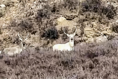 纯白马鹿现身甘肃林区