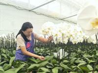 平度“财富花”迎来销售高峰期