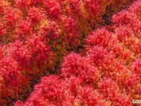 深秋美景，错过要等一年！千亩红枫“染红”莱西夏格庄