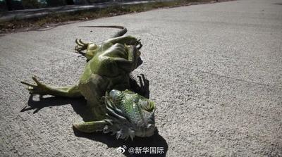 美国佛罗里达州“天降蜥蜴”