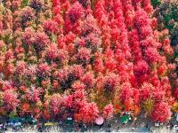 深秋美景，错过要等一年！千亩红枫“染红”莱西夏格庄