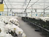 平度“财富花”迎来销售高峰期