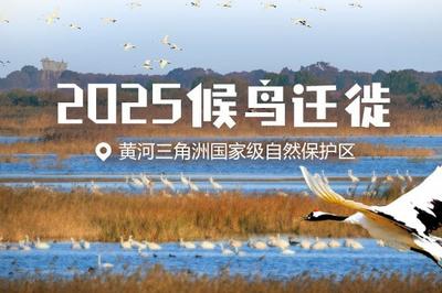 2025候鸟迁徙 央视《新闻直播间》关注山东：黄河口湿地 候鸟的幸福家园