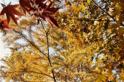 邂逅秋日限定浪漫！这份青岛温馨巴士乘车攻略快收好