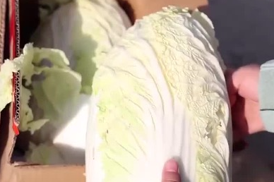 曝光！155元“套牌白菜”，竟是9毛一斤购自农贸市场