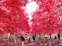 深秋美景，错过要等一年！千亩红枫“染红”莱西夏格庄