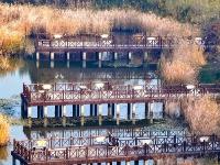 初冬自然调色板！唐岛湾湿地尽显生态之美