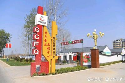 山东破题片区化：乡村“手拉手” 共富路“步步宽”