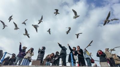 海岸线上的温暖风景！与万千海鸥共舞冬日海滨