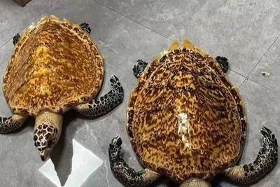 为“招财”买玳瑁标本，买家卖家均获刑