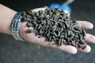 狂炫垃圾，这些小虫子竟是“移动垃圾处理厂”？