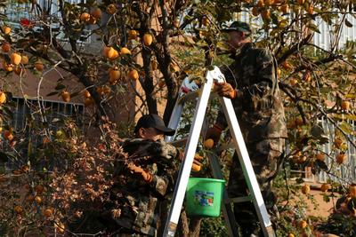 党建领航别样红，柿满枝头情意浓 ——小寨子社区第十一届采摘节书写为民服务新篇章