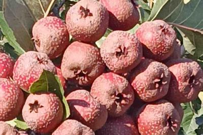 黄沙地种出“红宝石”！青岛这里2000多亩山楂丰收