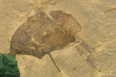 距今约2.8亿年！山西阳泉矿区发现远古银杏化石