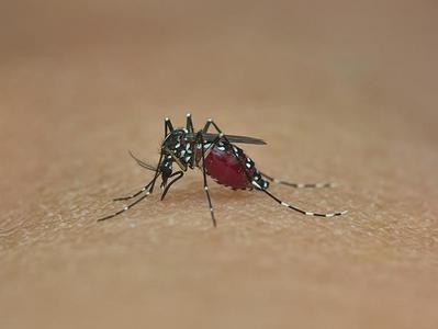 孟加拉国今年以来已有302人死于登革热