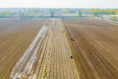 青岛冬小麦大面积播种基本结束