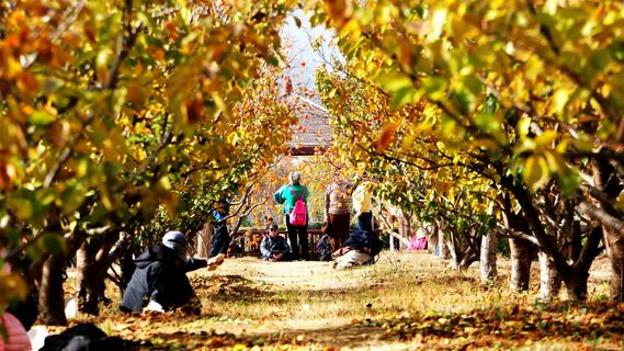 金柿映初冬，青岛藏着一处“甜蜜”公园