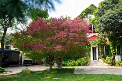 在青岛老城，这样观秋景