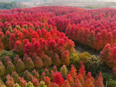 “枫”景无限好，乡村入画来