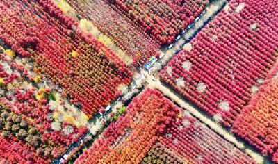 深秋美景，错过要等一年！千亩红枫“染红”莱西夏格庄