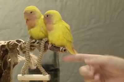 “鹦鹉+饮品+社交”？“爱鸟热”兴起，养殖基地迎订单热潮