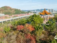 打翻调色盘！青岛这座公园初冬如画