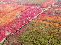 深秋美景，错过要等一年！千亩红枫“染红”莱西夏格庄