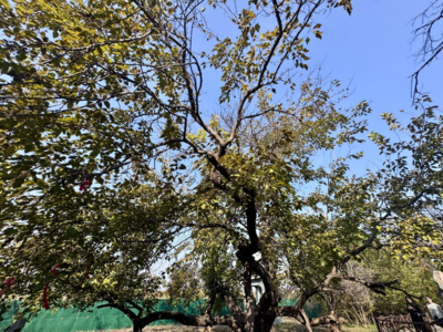 行进中国丨古河道里的绿色奇迹