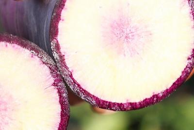 口感脆嫩甜润，青岛这里“冰激凌”水果萝卜大量上市