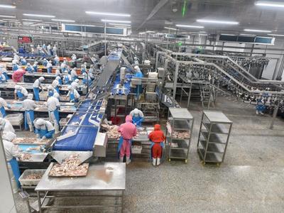 潍坊诸城：借“鸡”发力产业兴，立体养殖效益强