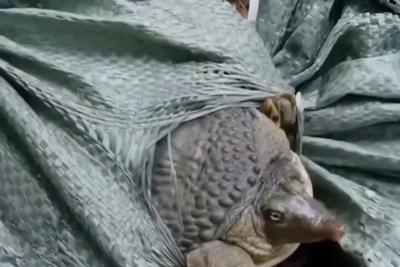 街头贩卖“野生鳖”？系外来物种冒充