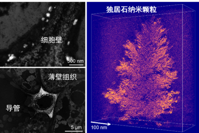 新发现：植物体内不仅有“稀土矿”还有“加工厂”