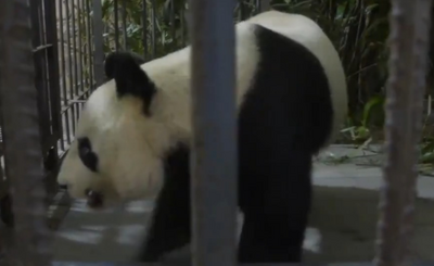 旅法大熊猫“欢欢”“圆仔”回到成都熊猫基地，进入隔离阶段