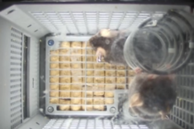 太空鼠回来了！中国空间站第九批空间科学实验样品顺利返回