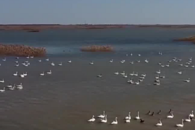 2025候鸟迁徙央视《新闻直播间》关注山东：黄河口湿地候鸟的幸福家园
