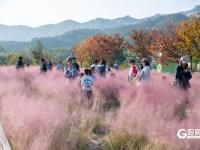 “秋日限定”上线！世博园赏秋正当时