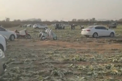 网络谣言引发白菜被“白采”，种植户的损失谁来赔？