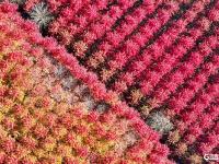 深秋美景，错过要等一年！千亩红枫“染红”莱西夏格庄