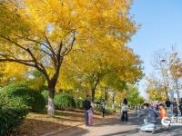 “秋日限定”上线！世博园赏秋正当时