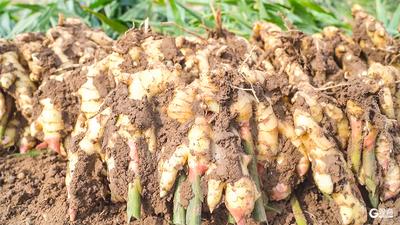 总产量预计超20万吨，平度市5.5万亩大姜陆续迎来收获季