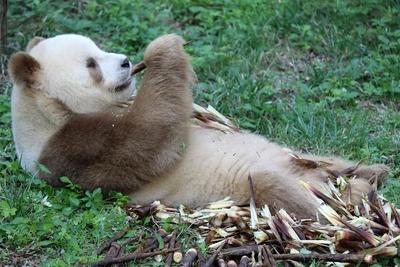 圈养808只，野外近1900只……保护大熊猫，我们是认真的