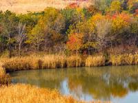 初冬自然调色板！唐岛湾湿地尽显生态之美