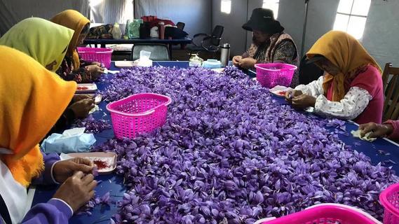 亩产400克的“红色黄金”！青岛北宅藏红花迎丰收