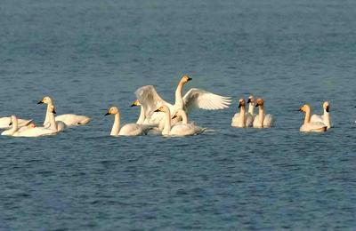近百只天鹅飞“莱”度假！莱西湖变身“天鹅湖”