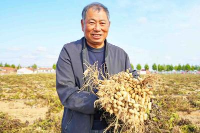 ​扎根在含硒沙壤土中、喝的是白马河的活水！西海岸河滩地种出“水果花生”