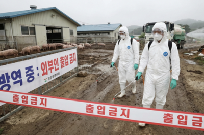 韩国发生非洲猪瘟疫情，政府发布“严重”级危机警报