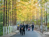 “秋日限定”上线！世博园赏秋正当时