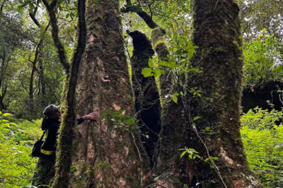 数千万年前的“植物活化石”！云南双江发现15株水青树