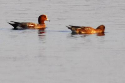 日本禽流感疫情蔓延，涉疫禽类逾150万只