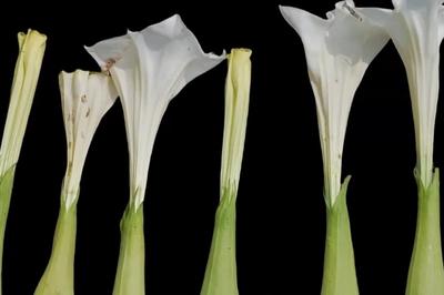 老人饮用“曼陀罗药酒”出现中毒症状，安全提醒→